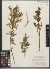Foto von Salix triandra subsp. triandra L.